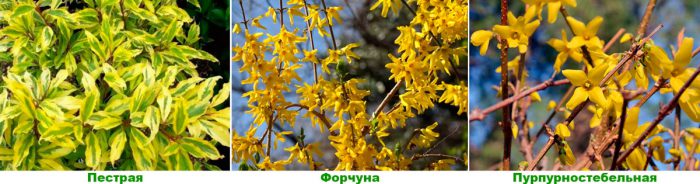 Рисунок - Форзиция