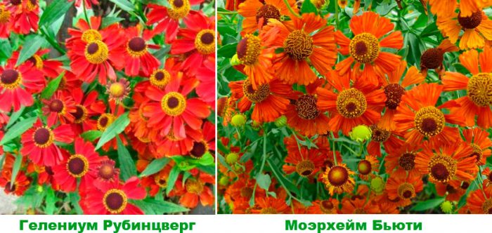 Рисунок - Гелениум