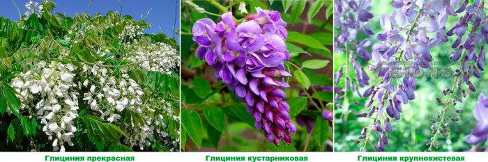 Рисунок - Глициния