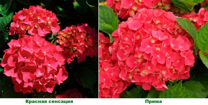 Рисунок - Гортензия комнатная