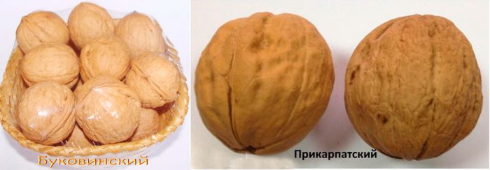 Рисунок - Грецкий орех