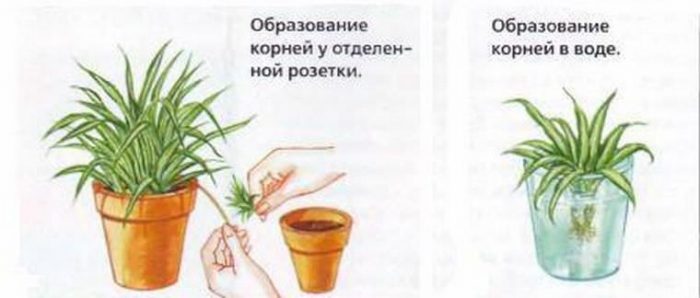 Рисунок - Хлорофитум