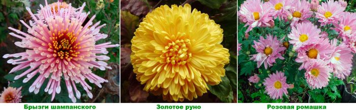 Рисунок - Хризантема садовая