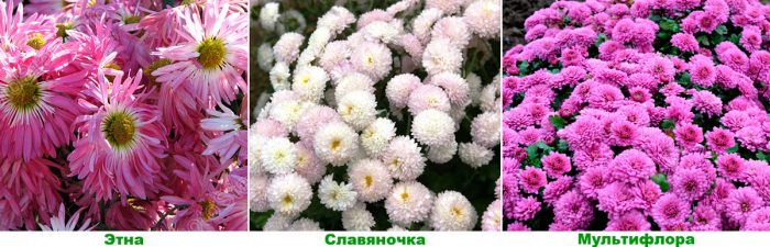 Рисунок - Хризантема садовая