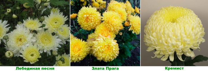 Рисунок - Хризантема садовая