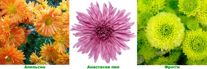 Рисунок - Хризантема садовая