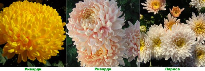 Рисунок - Хризантема садовая