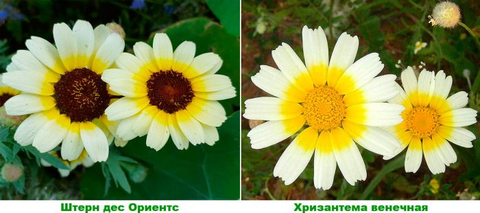 Рисунок - Хризантема садовая
