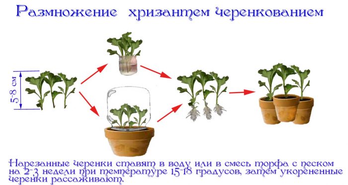 Рисунок - Хризантема садовая