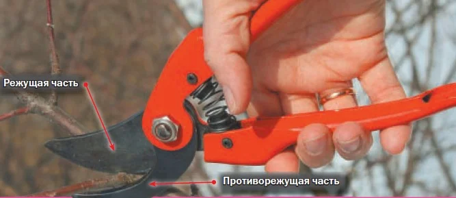 Секатор