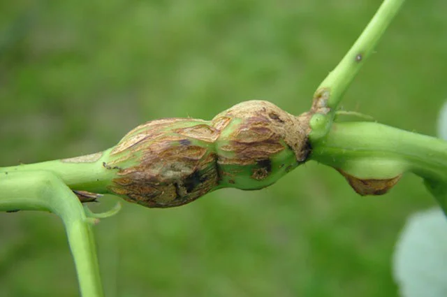 Галлы со стеблевой галлицей