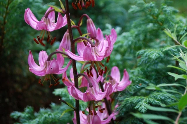L.martagon Rosalinda 