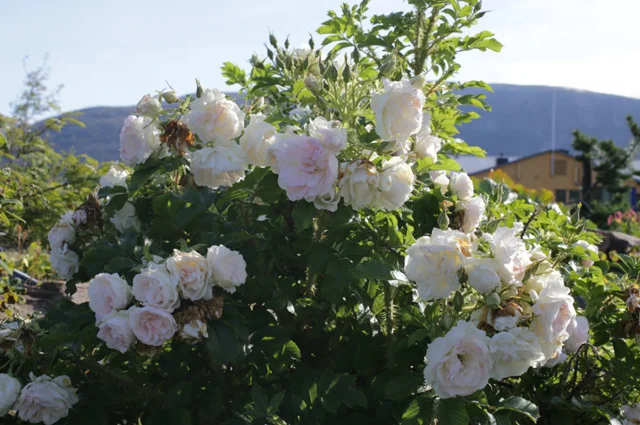 Шиповник R. rugosa Ritausma.