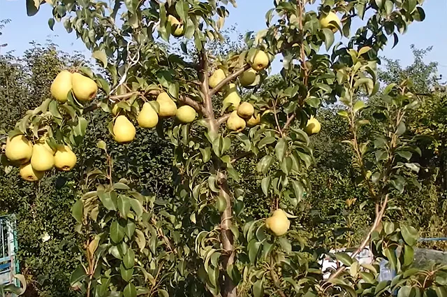 Груша Чижовская.