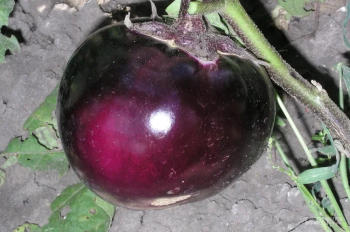 Гелиос.
