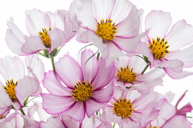 Космея дваждыперистая сорта Козимо красно-белый.