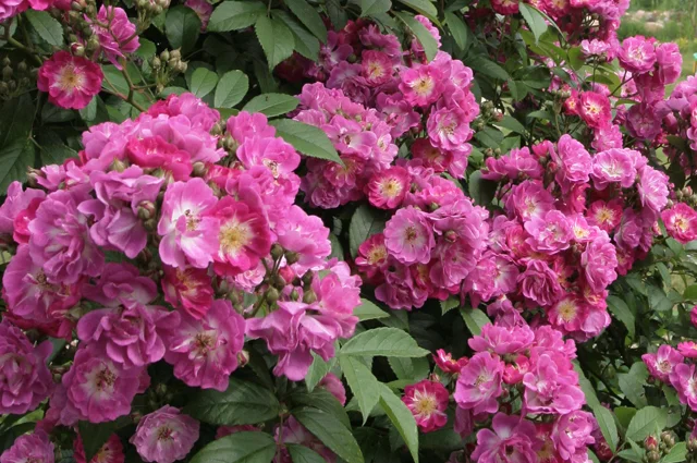 ‘Perennial Blue’