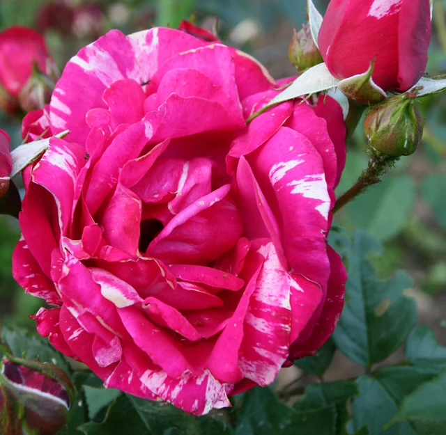 ‘Henri Matisse’