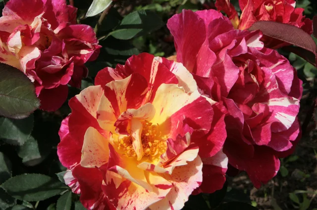 ‘Maurice Utrillo’