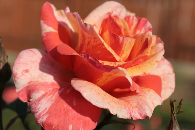 ‘Paul Gauguin’