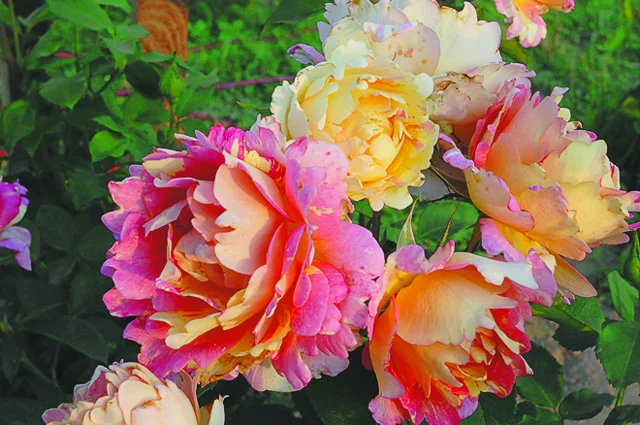 ‘Rose des Cisterciens’