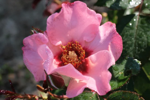 ‘Alissar, Princess of Phoenicia’