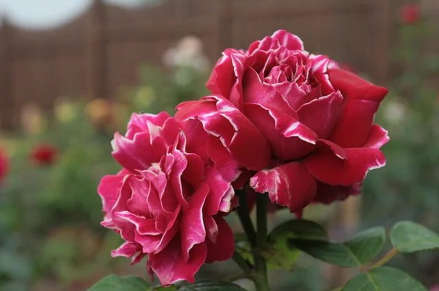 ‘Baron Girod de L' Ain’