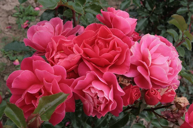 ‘Melusina’