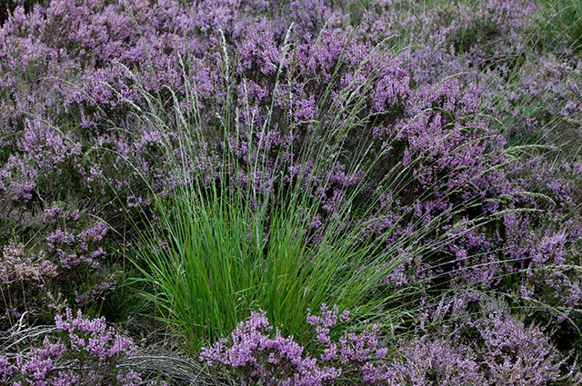 Молиния голубая (Molinia caerulea, M. caerulea subsp. arundinacea)