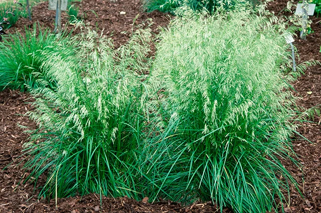 Щучка дернистая, или луговик (Deschampsia cespitosa).