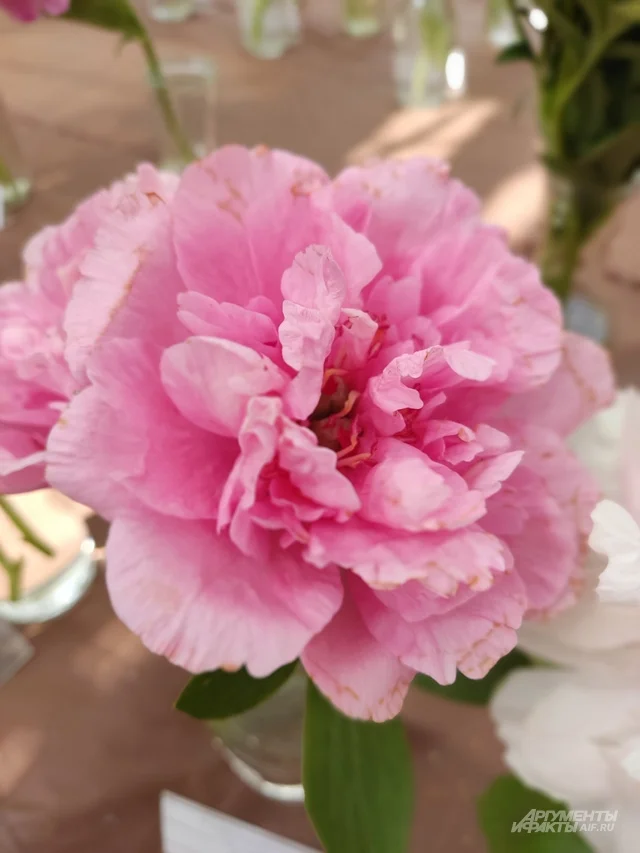 Carnation Bouquet.
