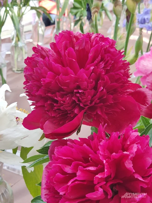 Red Charm.