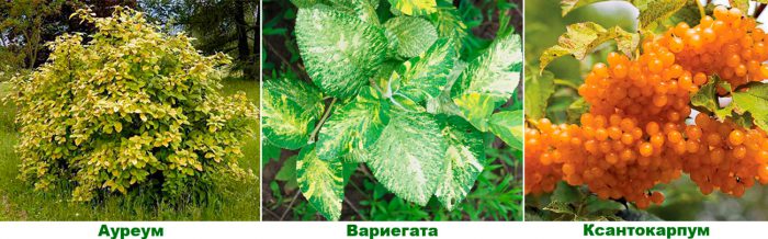 Рисунок - Калина