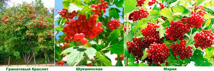 Рисунок - Калина