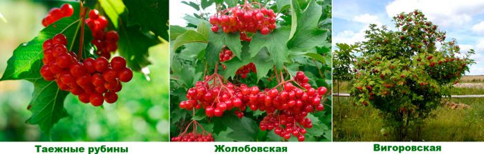 Рисунок - Калина