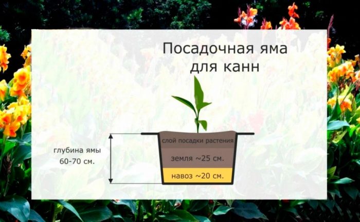 Рисунок - Канны
