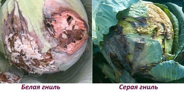 Рисунок - Капуста