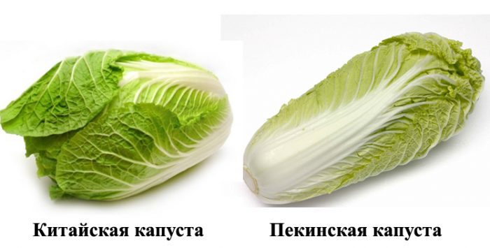 Рисунок - Капуста
