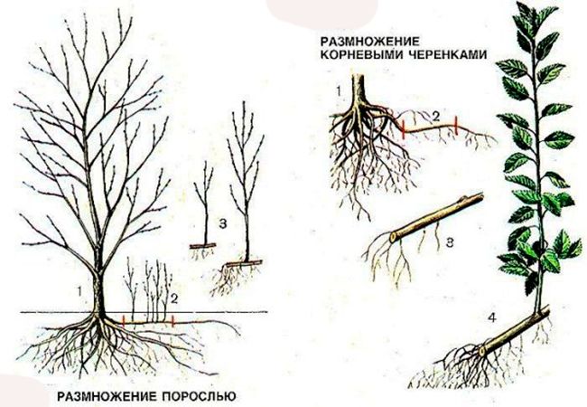 Рисунок - Карликовая яблоня