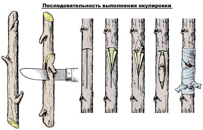 Рисунок - Карликовая яблоня