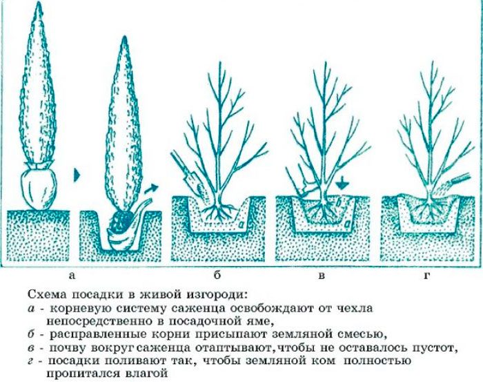 Рисунок - Кипарисовик