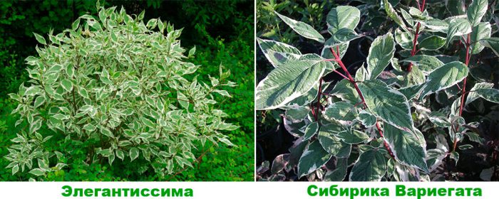Рисунок - Кизил