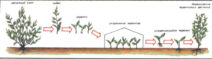 Рисунок - Кизил