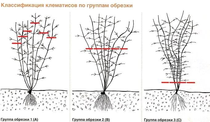 Рисунок - Клематис