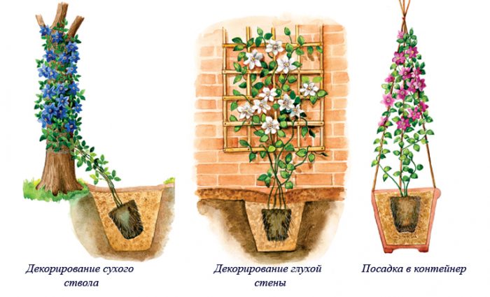 Рисунок - Клематис