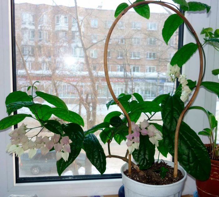 Рисунок - Клеродендрум