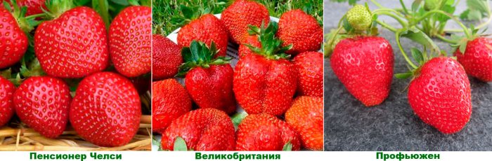 Рисунок - Клубника