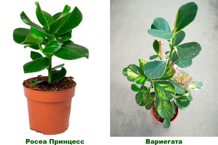 Рисунок - Клузия