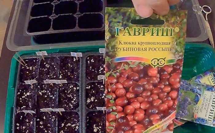 Рисунок - Клюква