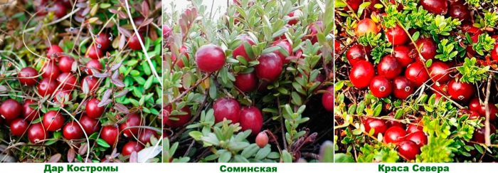 Рисунок - Клюква